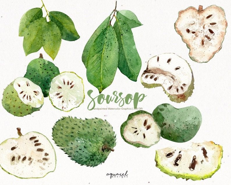 Exploring the Benefits of Soursop Sea Moss