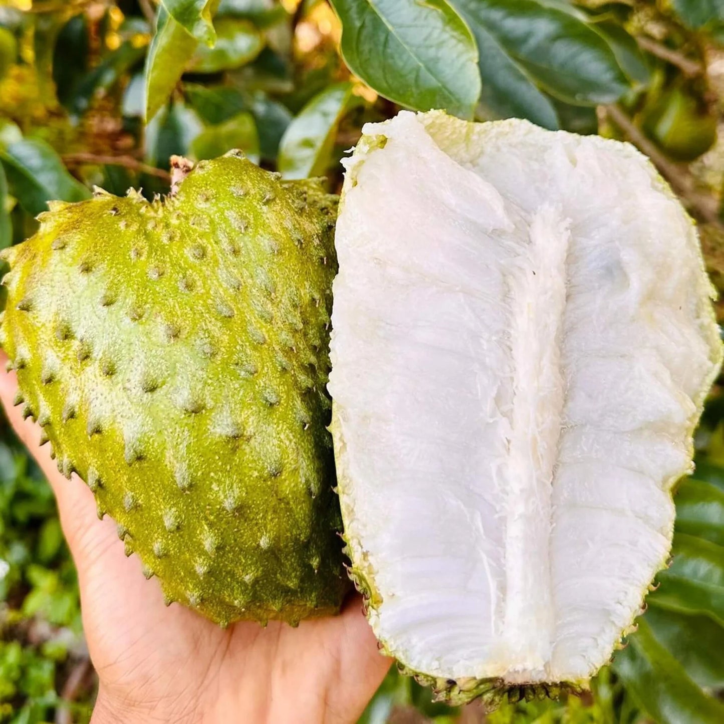 Soursop Ting