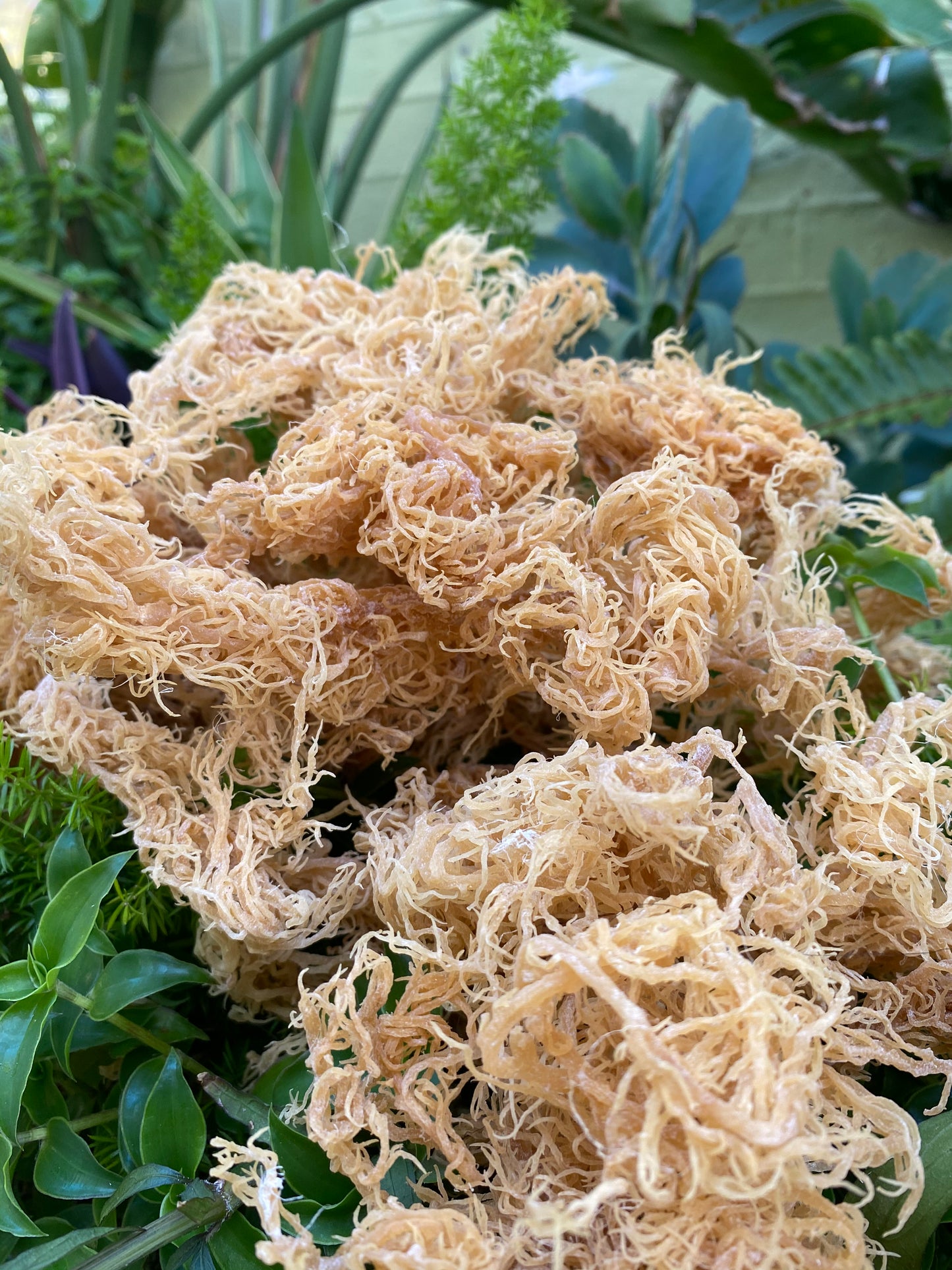 Raw Wildcrafted Sea Moss